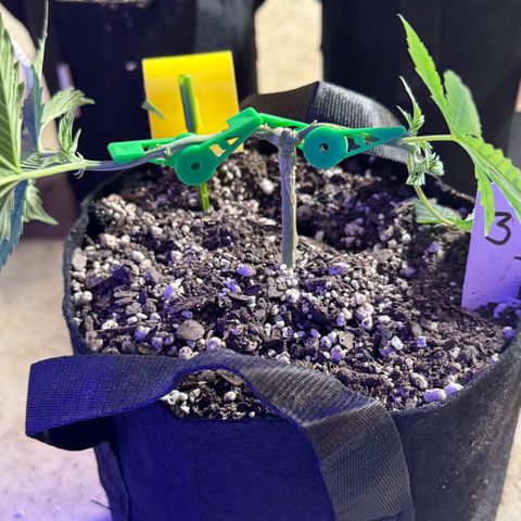 Bubble Gum Kush #1 growlog timeline photo