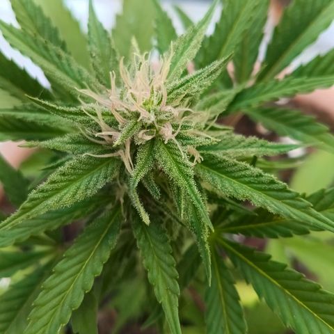 Wedding Pop  growlog timeline photo