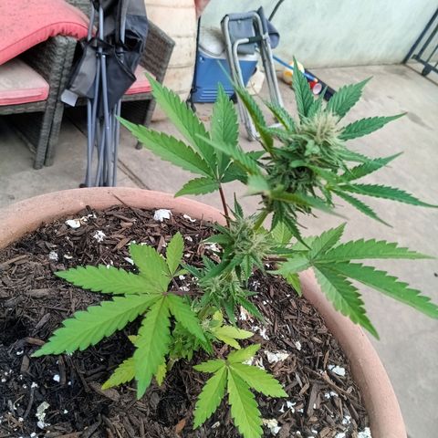 Wedding Pop  growlog timeline photo