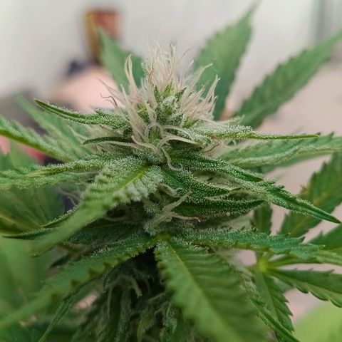 Wedding Pop  growlog timeline photo