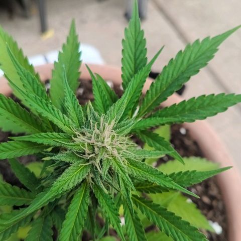 Wedding Pop  growlog timeline photo