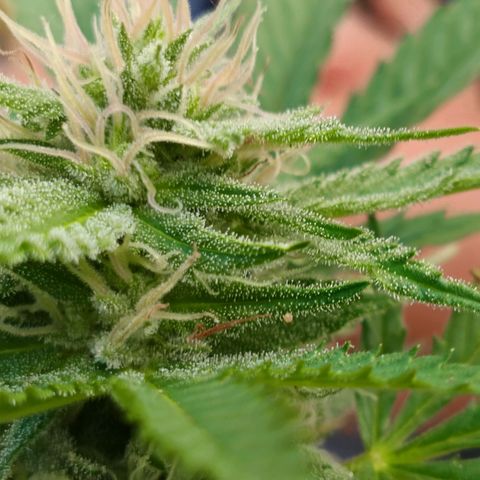 Wedding Pop  growlog timeline photo