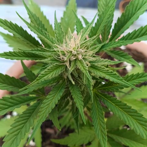 Wedding Pop  growlog timeline photo