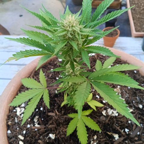Wedding Pop  growlog timeline photo