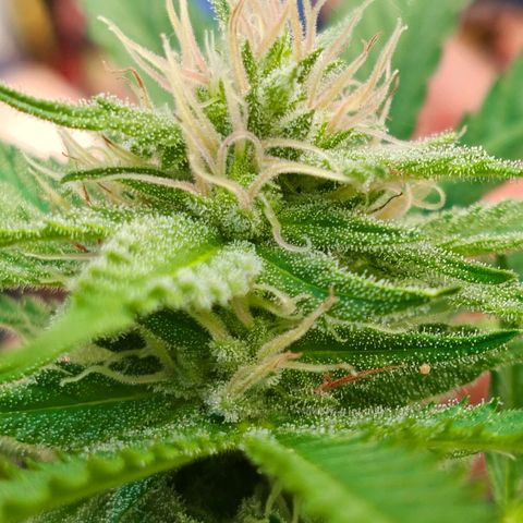 Wedding Pop  growlog timeline photo
