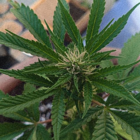 Wedding Pop  growlog timeline photo