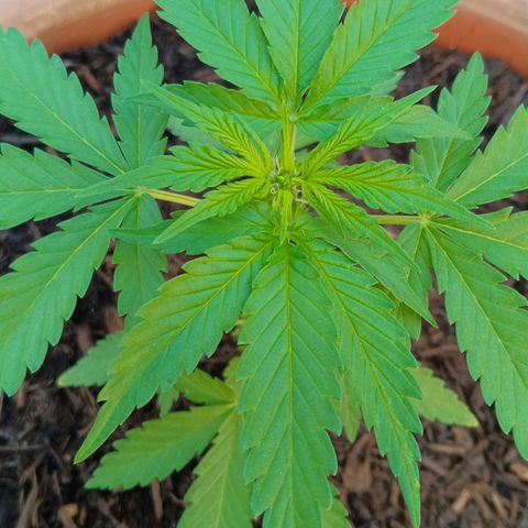 Wedding Pop  growlog timeline photo