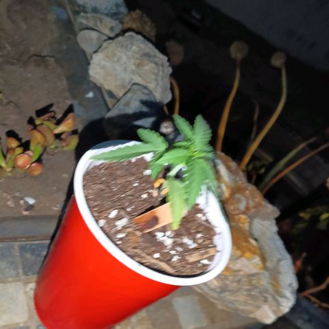 Wedding Pop  growlog timeline photo