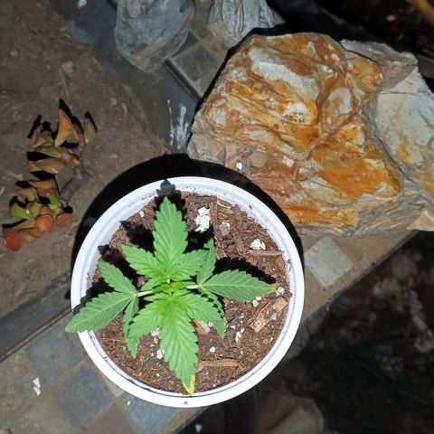 Wedding Pop  growlog timeline photo