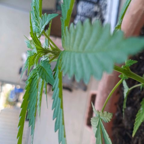 Wedding Pop  growlog timeline photo