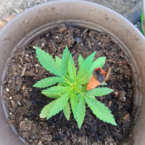 Wedding Pop  growlog timeline photo
