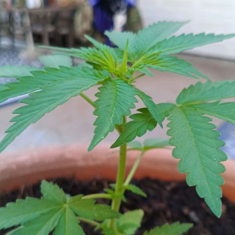 Wedding Pop  growlog timeline photo