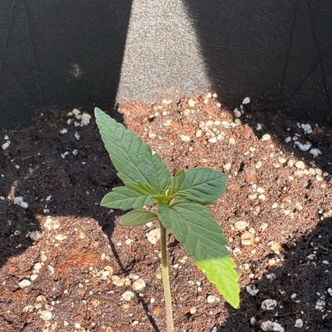 Sundae Driver growlog timeline photo
