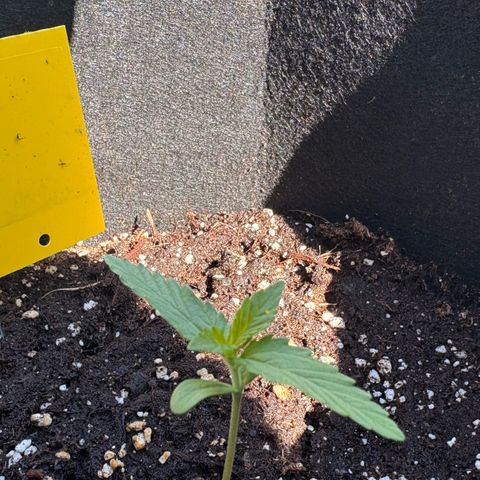 Sundae Driver growlog timeline photo
