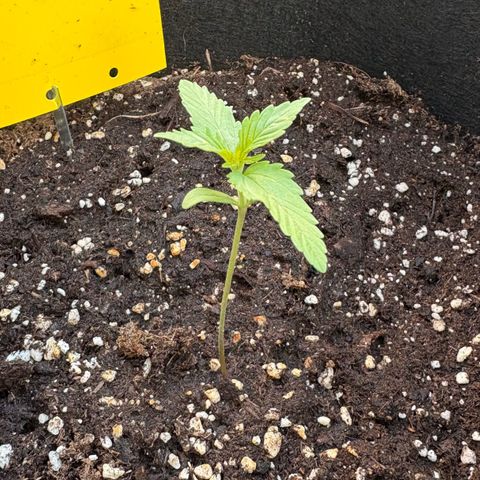 Sundae Driver growlog timeline photo