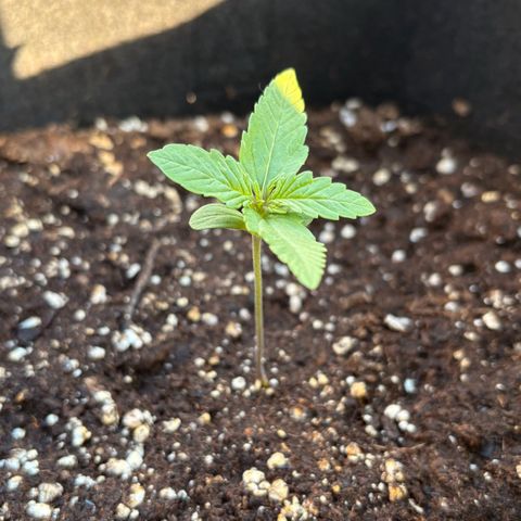 Sundae Driver growlog timeline photo