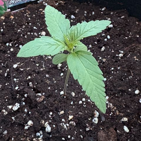 Sundae Driver growlog timeline photo