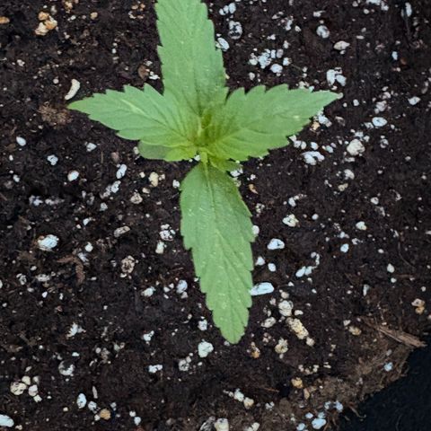 Sundae Driver growlog timeline photo