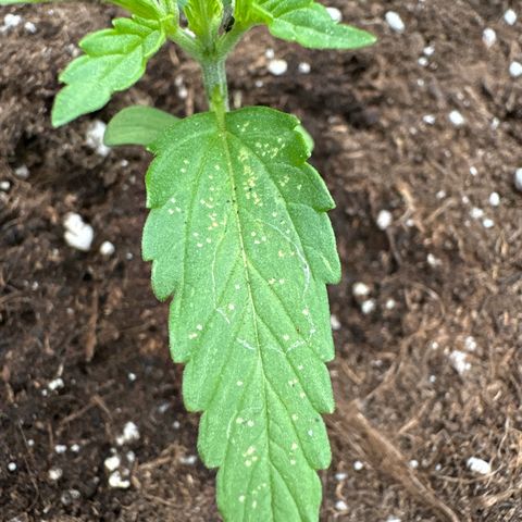 Sundae Driver growlog photo: Schädlingsbefall. Neem AF ist auf dem weg. 