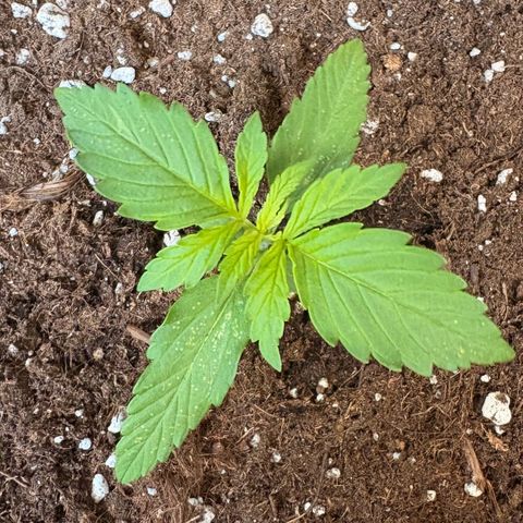 Sundae Driver growlog timeline photo