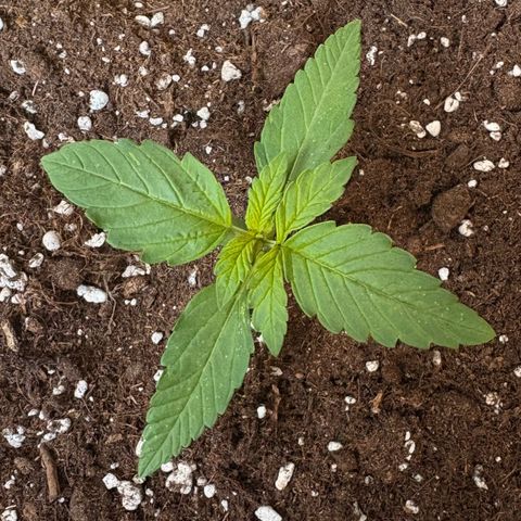 Sundae Driver growlog timeline photo