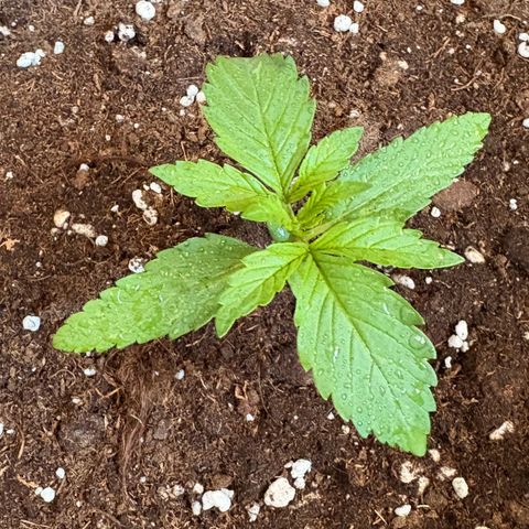 Sundae Driver growlog photo: Neem AF ist drauf. 