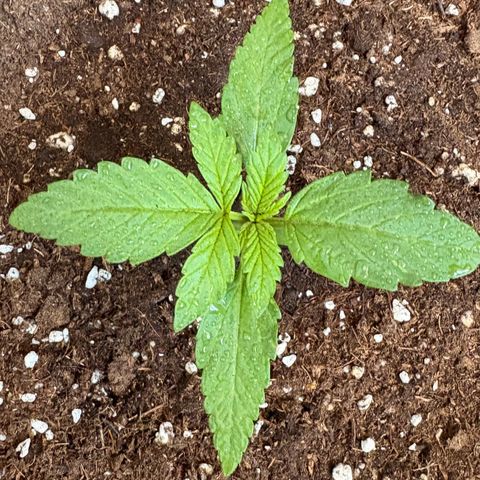 Sundae Driver growlog photo: Neem AF ist drauf. 