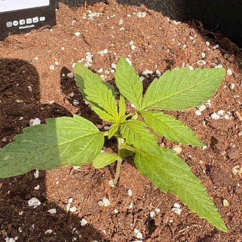 Sundae Driver growlog timeline photo