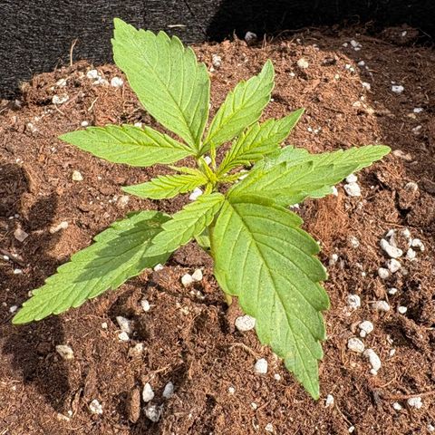 Sundae Driver growlog timeline photo