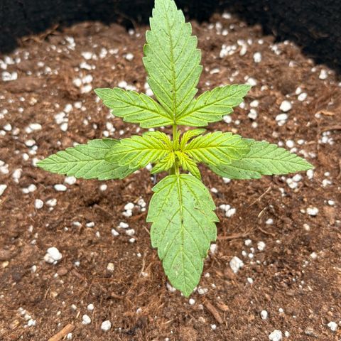 Sundae Driver growlog timeline photo
