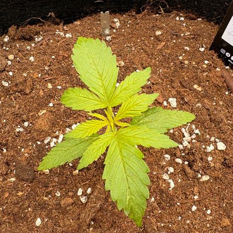 Sundae Driver growlog timeline photo