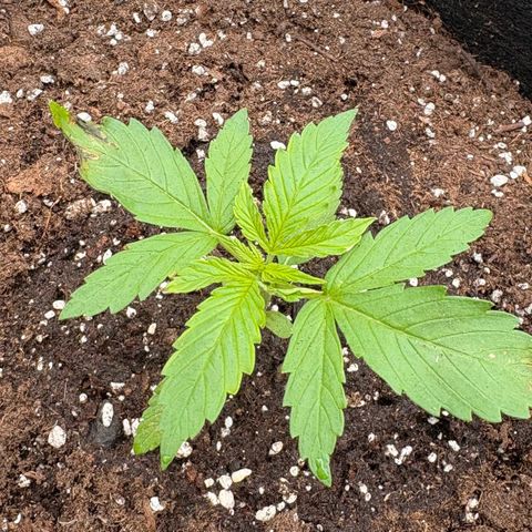 Sundae Driver growlog timeline photo