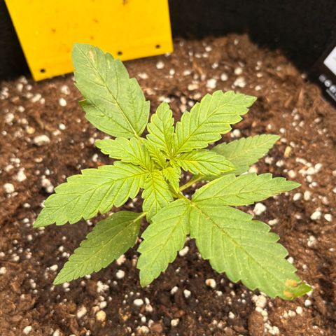 Sundae Driver growlog timeline photo
