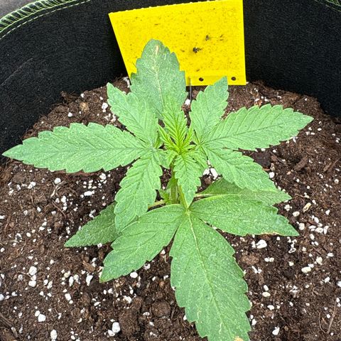 Sundae Driver growlog timeline photo
