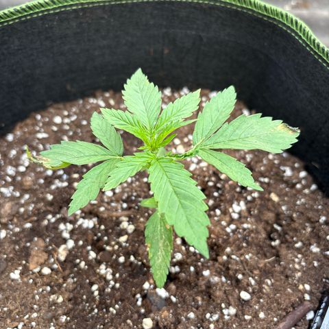 Sundae Driver growlog timeline photo