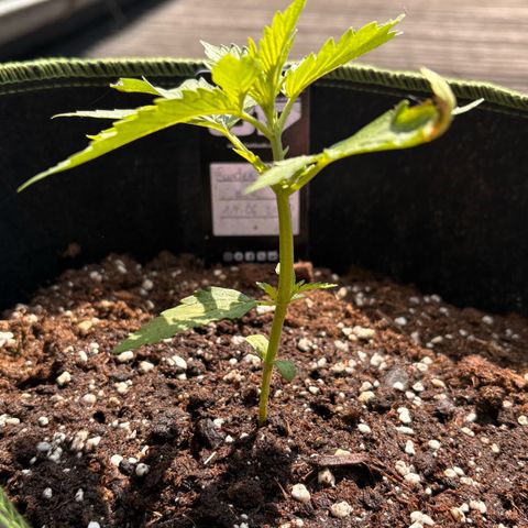 Sundae Driver growlog timeline photo