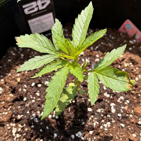 Sundae Driver growlog timeline photo