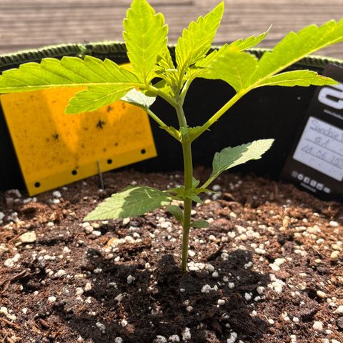 Sundae Driver growlog timeline photo
