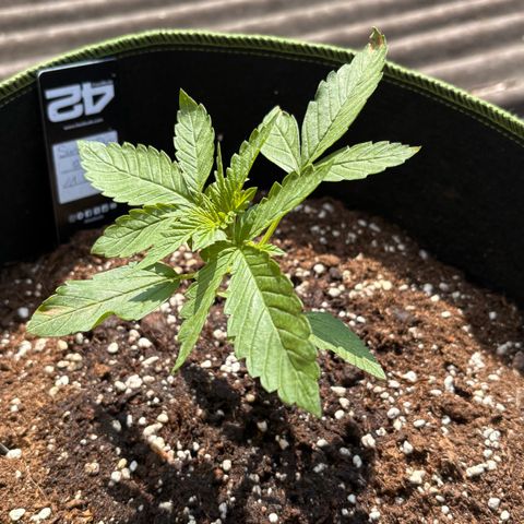 Sundae Driver growlog timeline photo