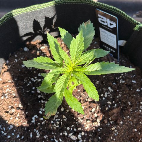 Sundae Driver growlog timeline photo