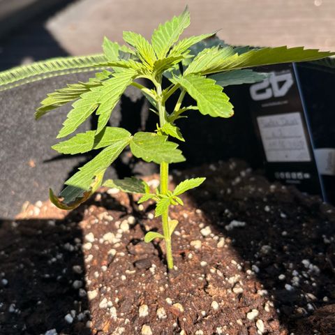 Sundae Driver growlog timeline photo