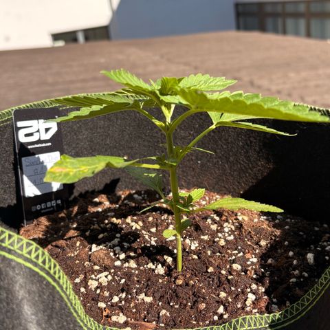 Sundae Driver growlog timeline photo