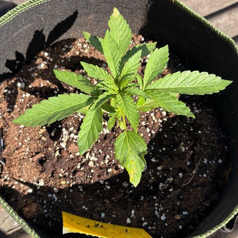 Sundae Driver growlog timeline photo