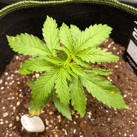 Sundae Driver growlog timeline photo