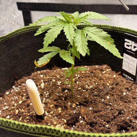Sundae Driver growlog timeline photo