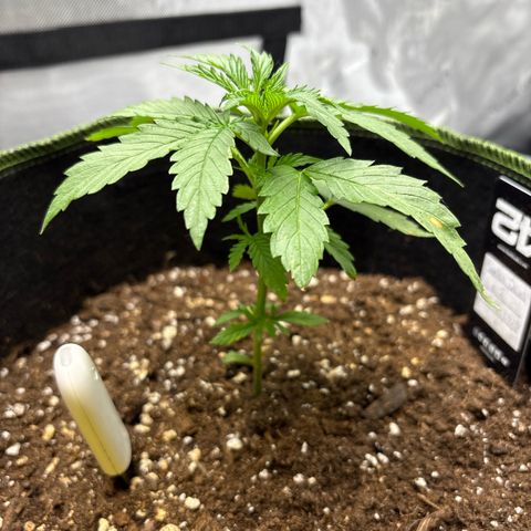 Sundae Driver growlog timeline photo