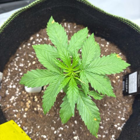 Sundae Driver growlog timeline photo