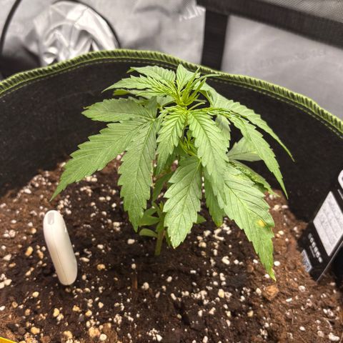 Sundae Driver growlog timeline photo
