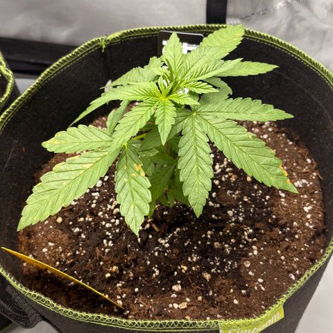 Sundae Driver growlog timeline photo