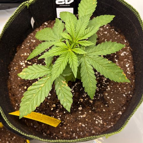 Sundae Driver growlog timeline photo